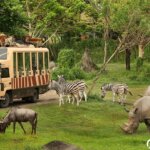 Harga Tiket Masuk Bali Safari Park Domestik