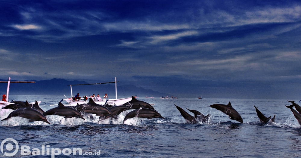 Melihat lumba-lumba di Lovina Bali