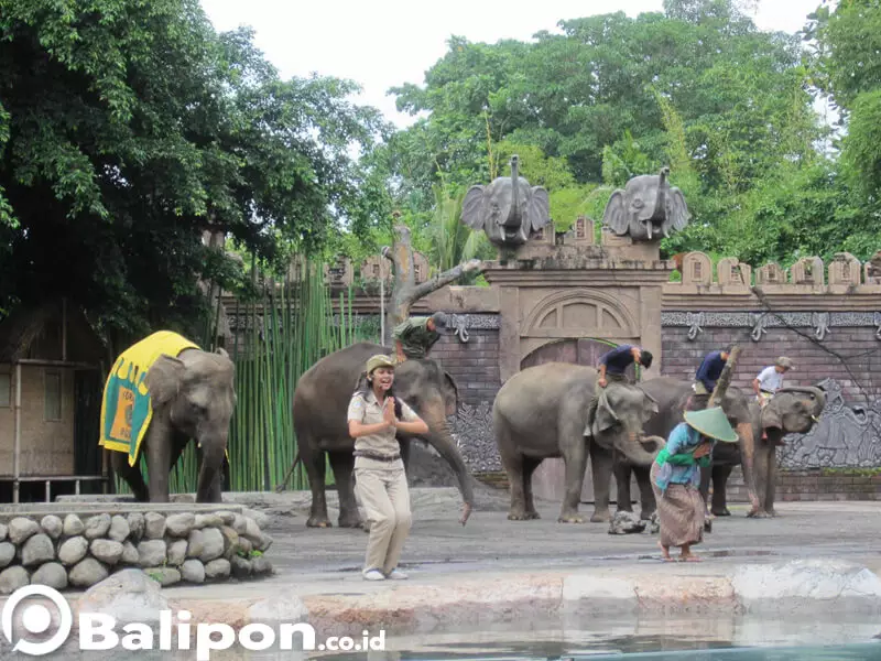 elephant show bali safari