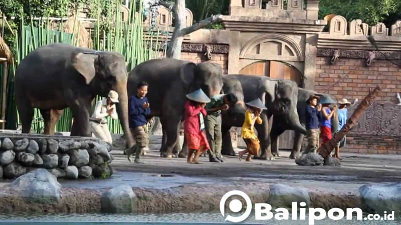 gajah show bali safari