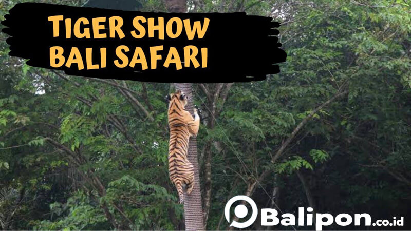 harimau show bali safari2