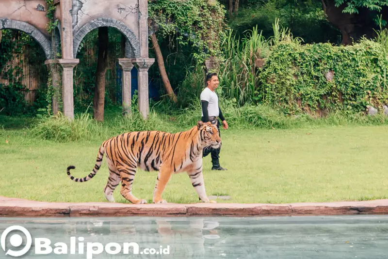 tiger show bali safari