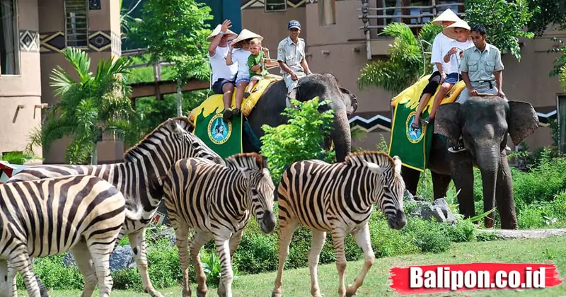 Naik Gajah Bali Safari