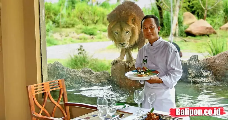 tsavo lion bali