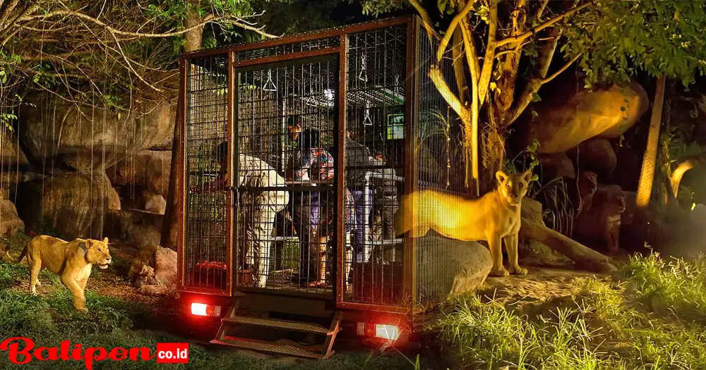 Night Safari Bali